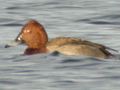 Ferruginous Duck x Common Pochard hybrid